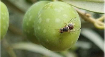 Mosca dell’olivo, non preoccuparti: la soluzione che cercavi