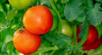 Pomodori, coltivali al meglio con questo metodo: risultato assicurato