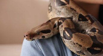 Donna vive con un serpente nello stomaco: i medici non sanno come intervenire