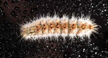 Larva di farfalla o processionaria: come distinguerle per non allontanare l’insetto sbagliato