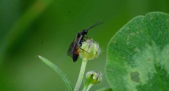 Alien esiste ed è una vespa: la natura stupisce ancora