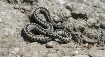 Vipera nel giardino: il cane ha salvato i padroni