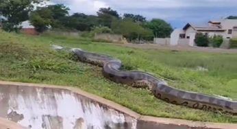 Il video del serpente gigante diventa virale: ma è vero?