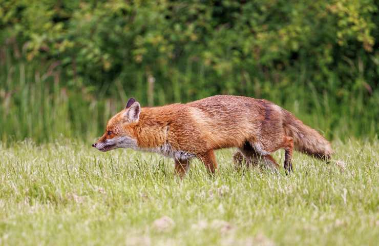 Animale selvatico ferito soccorsi