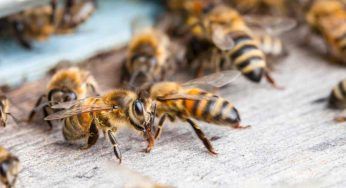 Pensavano che fossero api i rumori in soffitta: sconvolti da quello che trovano