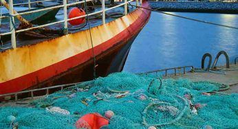 Catturato sulla spiaggia italiana il pesce “alieno”: è una specie velenosa?