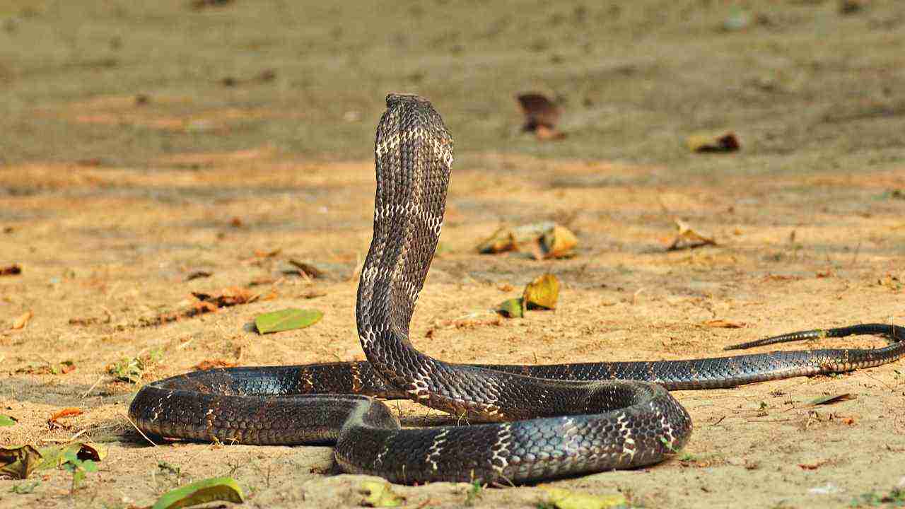 The indian cobra is a very snake. Королевская Кобра в Индии. Ложная Кобра. Королевская Кобра охота. Королевская Кобра Размеры.