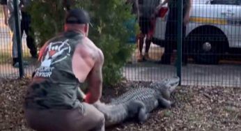 Coccodrillo catturato fuori da una scuola elementare – VIDEO