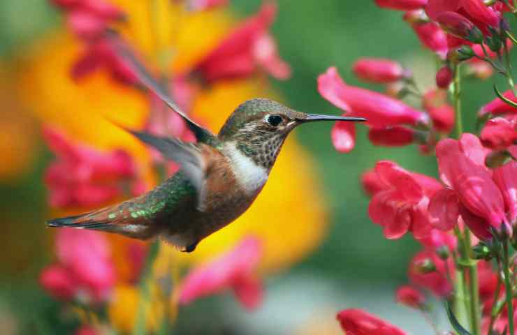 Colibrì giardino