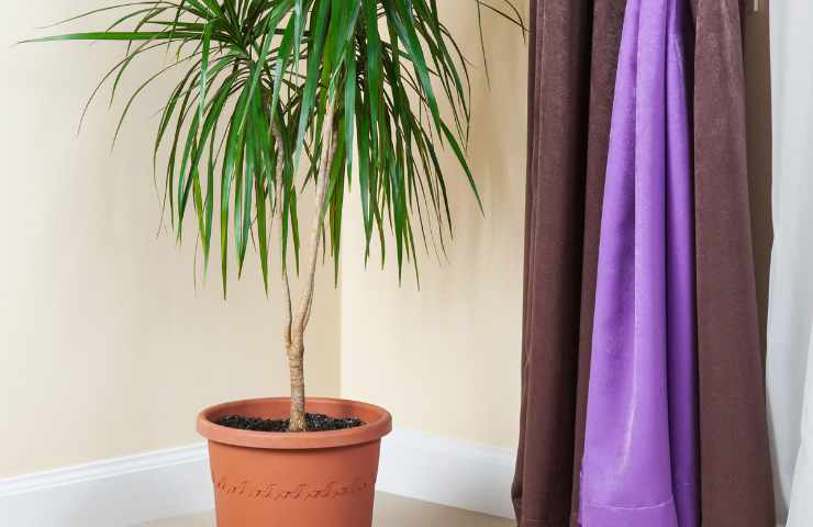 Trucco Dracena Marginata riproduzione