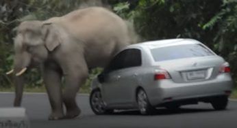 Semina il caos in strada: l’elefante passa sopra ad ogni vettura si trovi davanti – VIDEO