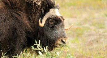 Bue muschiato: dove vive, cosa mangia e particolarità dell’animale