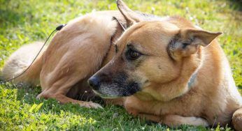 Chinook: origini, cosa mangia, carattere e caratteristiche del cane