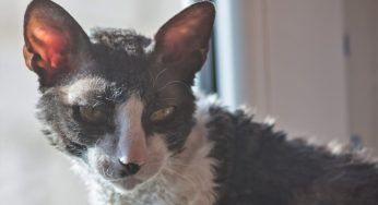 Cornish rex: storia, aspetto e curiosità sul gatto