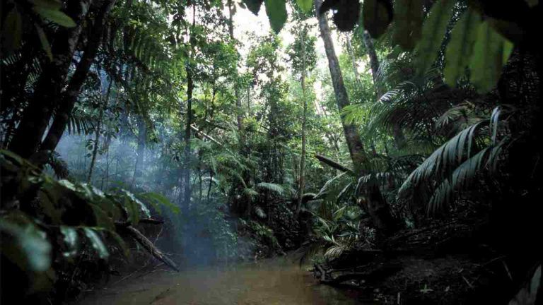 Giornata Mondiale Della Foresta Pluviale: Perché è Importante