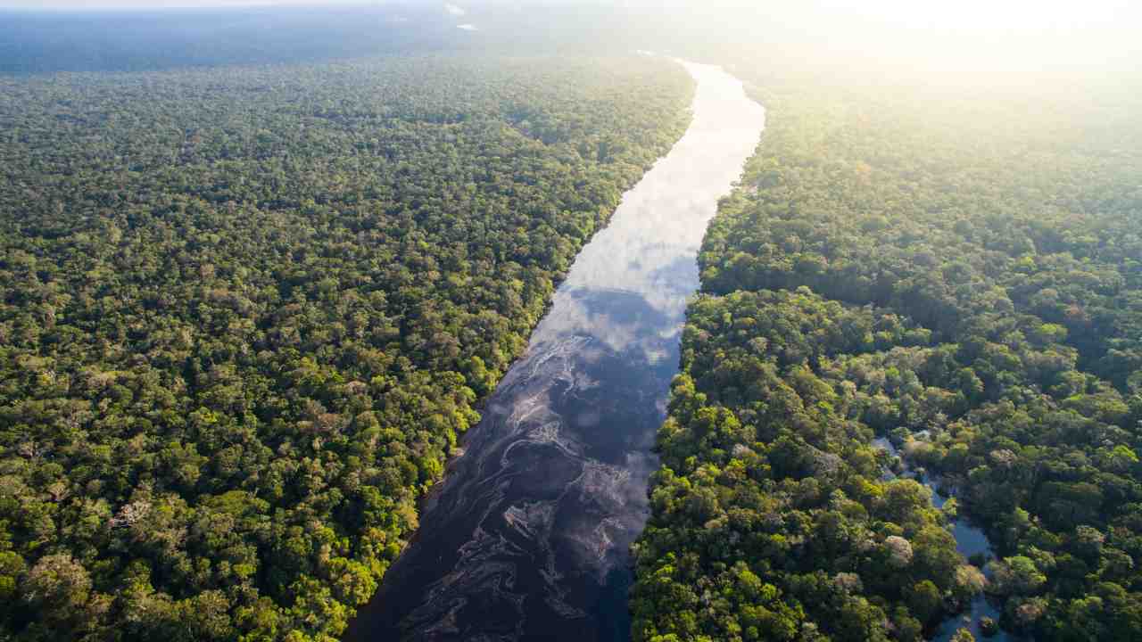 Giornata Mondiale Della Foresta Pluviale: Perché è Importante