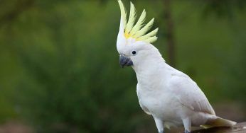 Cacatua: dove vive, cosa mangia e curiosità