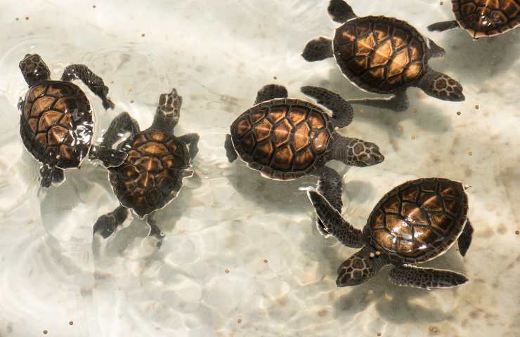 tartarughe marine campo estivo