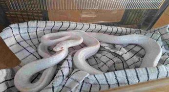 “Pensavamo fosse un giocattolo…”, che paura quando scoprono il serpente albino