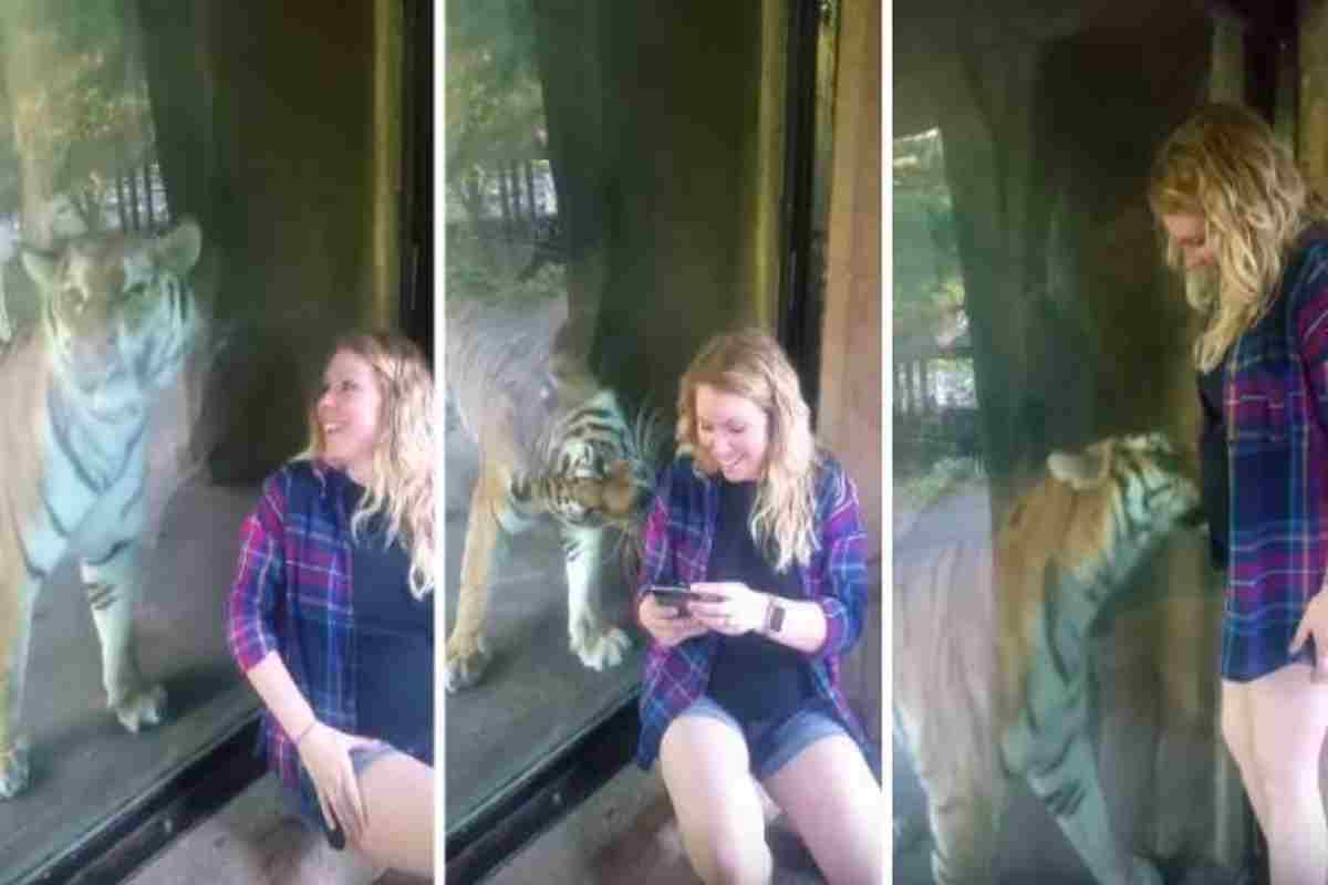 frammenti video di una donna che vuole fare il selfie con la tigre