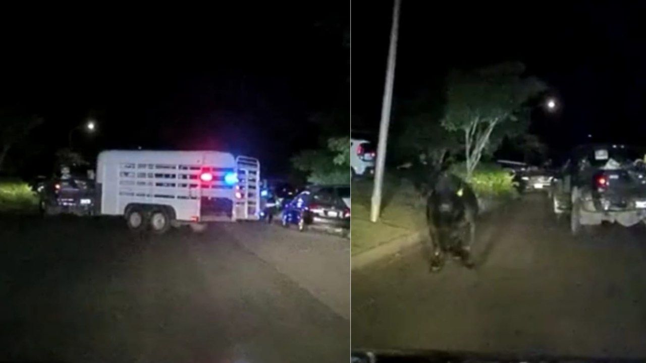 Toro In Fuga Semina Il Panico In Strada La Polizia Lo Insegue Video