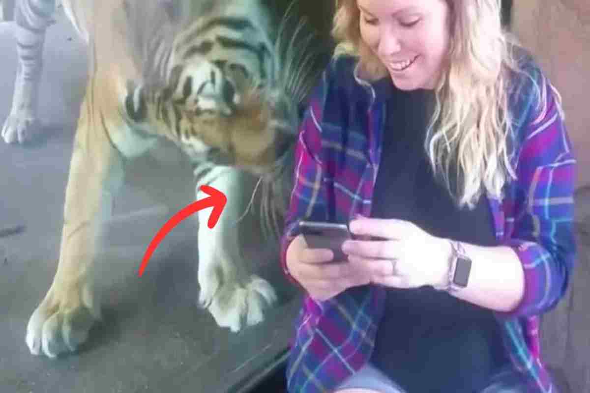 tigre lecca il grembo di una donna incinta