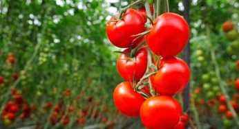 Pomodori, le origini e la storia del frutto