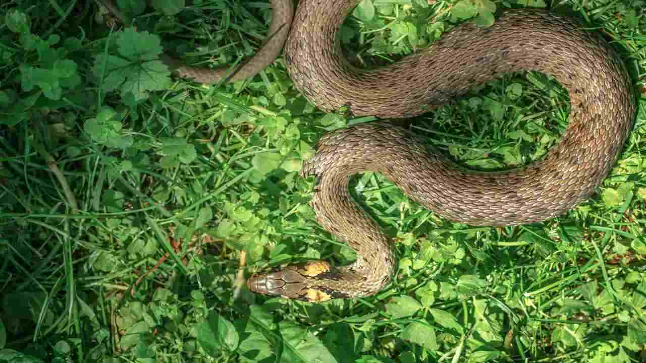 Serpenti Tienili Alla Larga Dal Tuo Giardino Come Preparare Una Pozione Magica