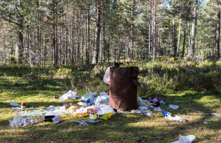 multa spazzatura bosco