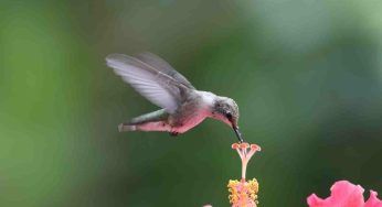 Rendi invidiabile il tuo giardino: attira così i colibrì