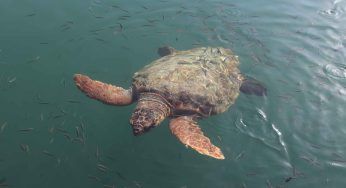 Tartaruga morta avvolta nella plastica, in Italia è una strage vera