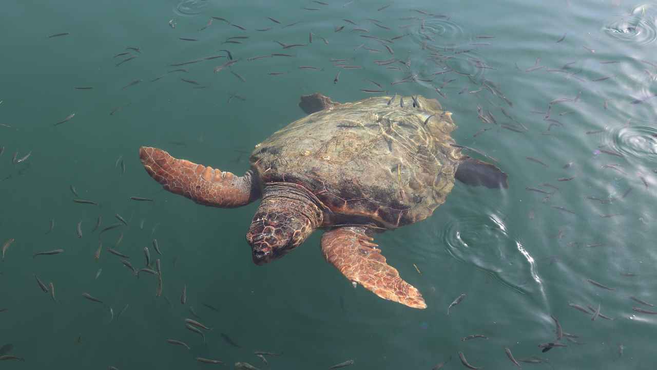 Tartaruga morta avvolta nella plastica in Italia è una strage vera