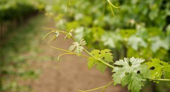 Roseti, perché nei vecchi vigneti sono posizionati in questo punto?