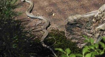 Lo hai trovato in giardino: occhio è sinonimo della presenza di un serpente