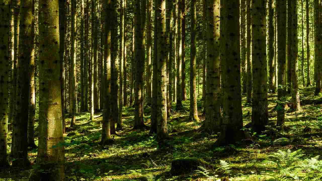 parassiti degli alberi in trentino