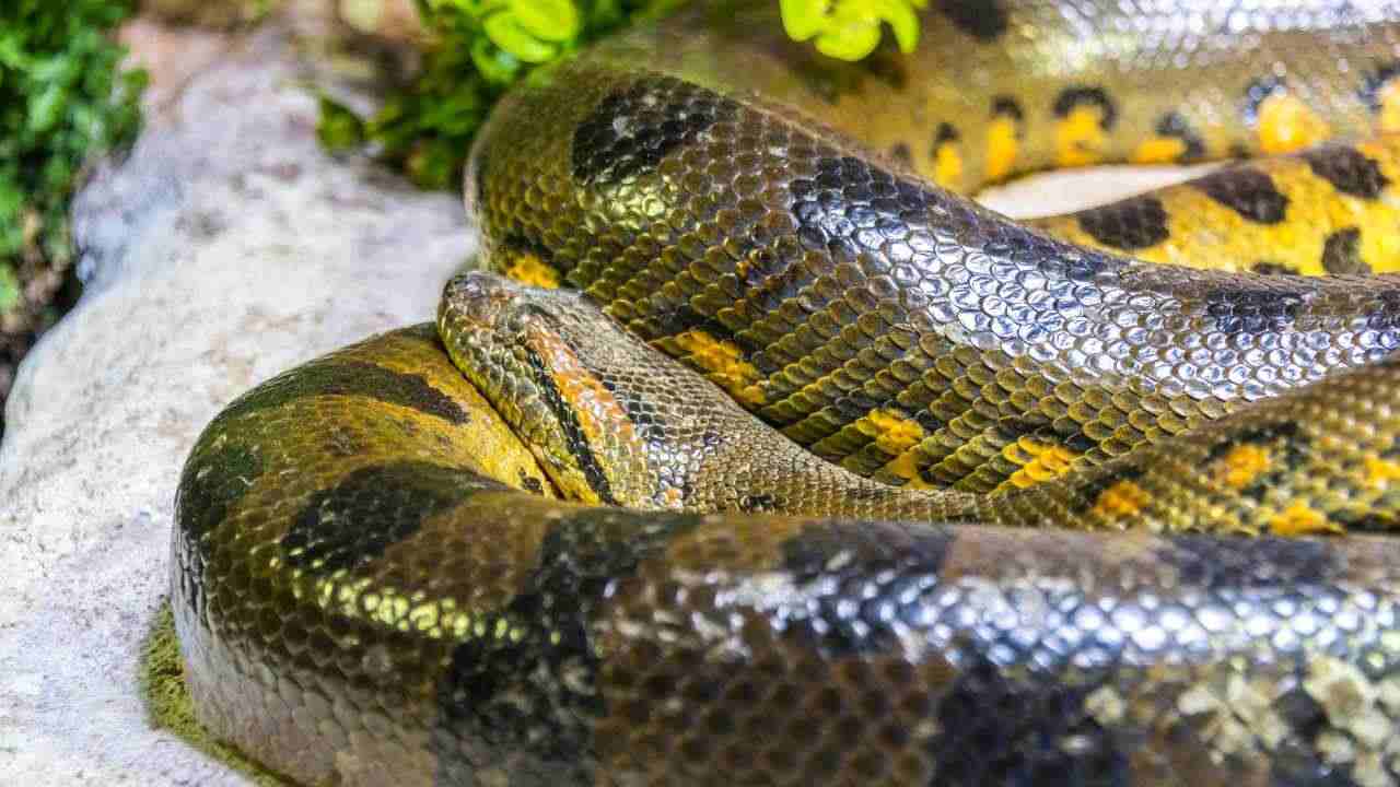 serpente mangia uomo come è possibile