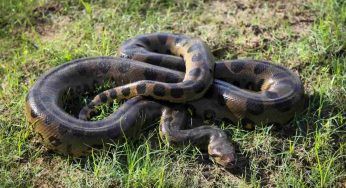 Un serpente può mangiare un essere umano: la scoperta che ti lascia senza parole