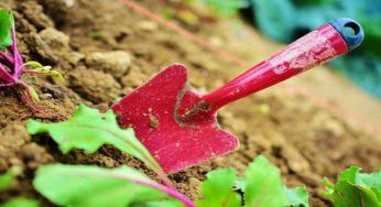 Concime fai da te: un super composto per giardino e orto