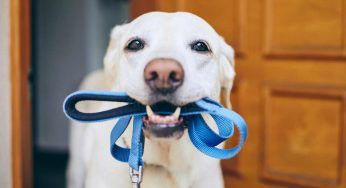 Si prende cura dei cani in assenza dei padroni: ringrazia con una lettera straziante