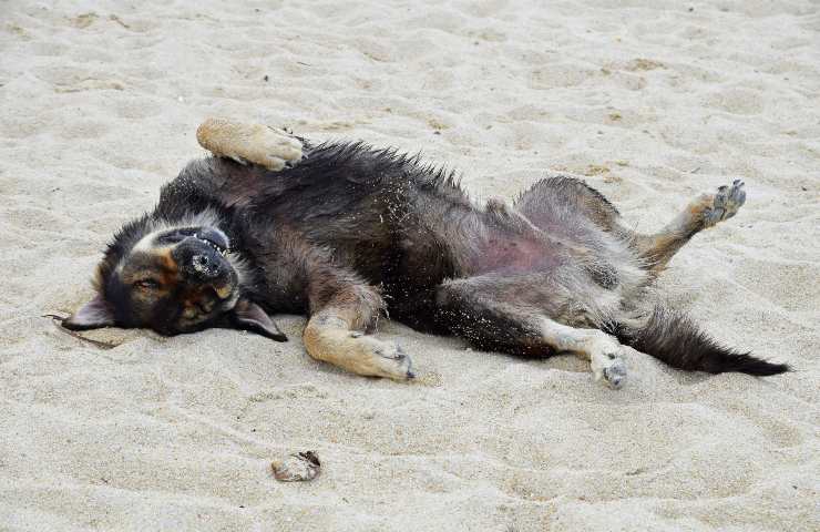 cani in spiaggia consentiti