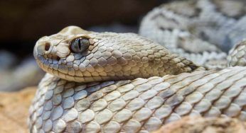 Decapita il serpente, ma questo quasi lo uccide: il tremendo epilogo