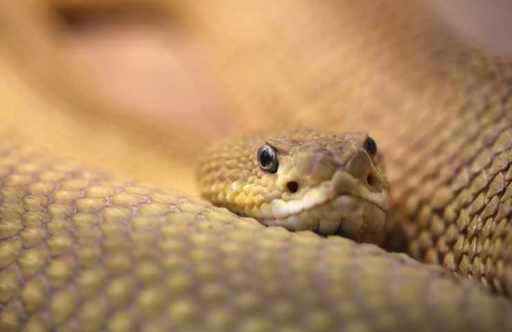 serpente inietta veleno anche dopo la morte