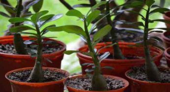 Albero di Giada, crea un bonsai: passo passo come fare