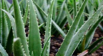 Aloe Vera, prenditene cura in casa: tutto quello che devi sapere