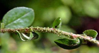 Sapone di Marsiglia, sapevi che è un insetticida biologico? Scopri come