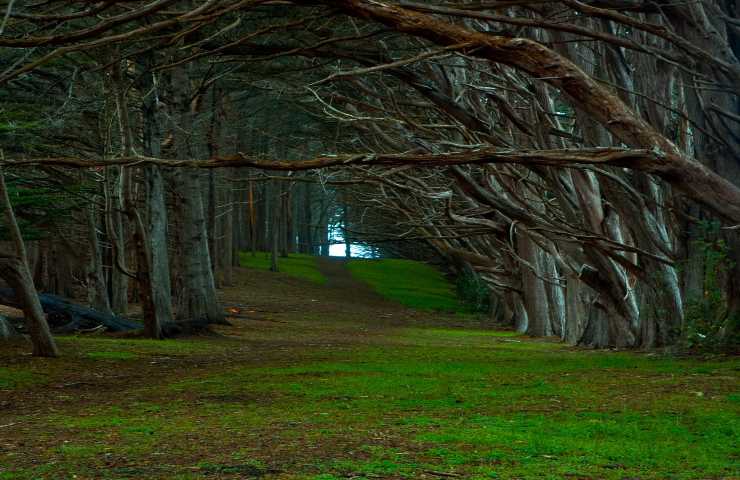 alberi aiuto reciproco salvaguardia tutti