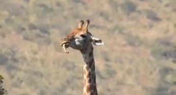 Giraffe che mangiano ossa: nessuno può crederci. Il motivo lascia senza parole – VIDEO