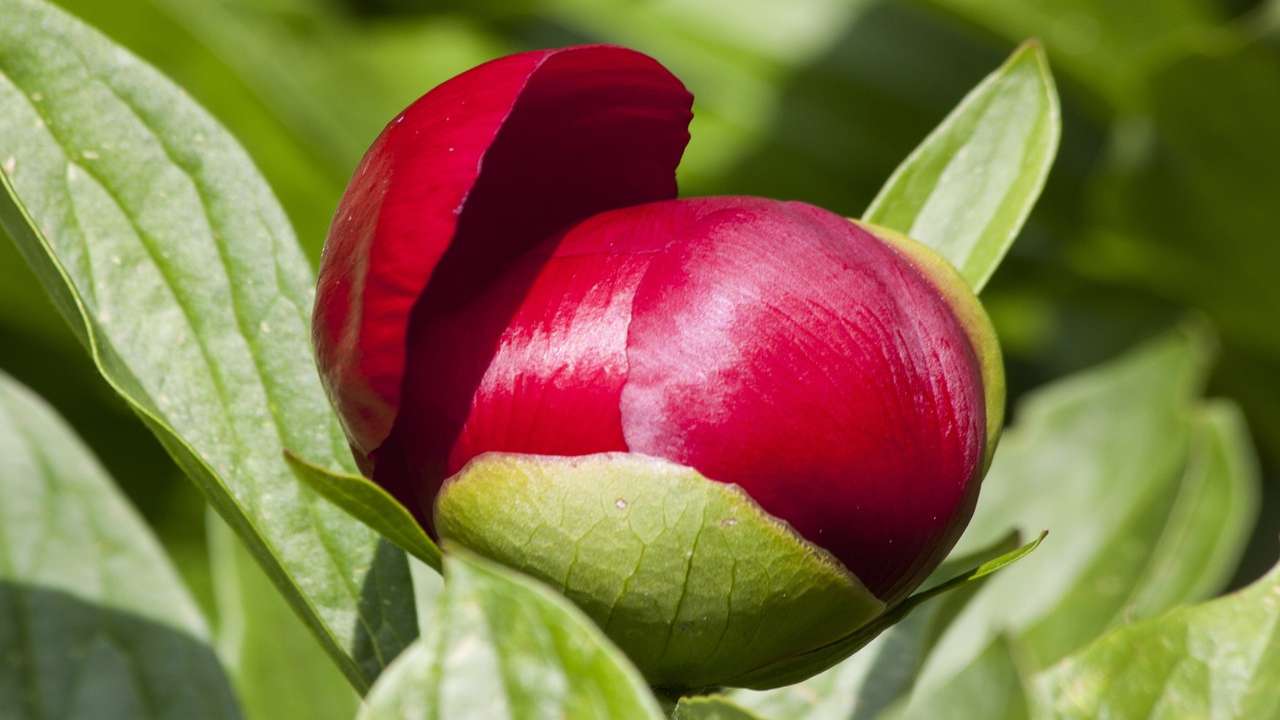 peonia fucsia malattie 