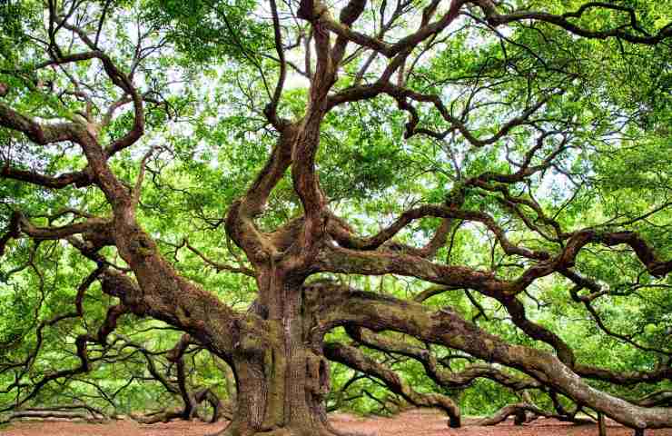 tragedia quercia