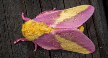 Lo trova nel suo giardino: quasi nessuno ha mai visto questo animale